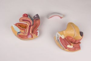 Female Genital Organs 4 Parts