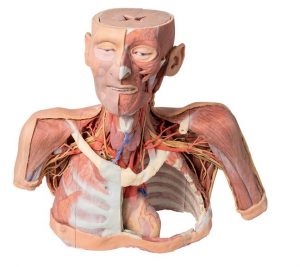 Model of Head And Neck AM01269