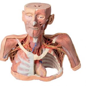 Model of Head And Neck AM01269