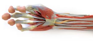 Deep Upper Limb And Hand AM01241