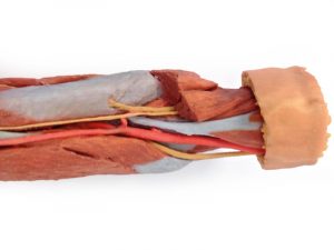 Deep Upper Limb And Hand AM01241 - Image 2