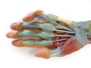 Forearm And Hand Deep Dissection