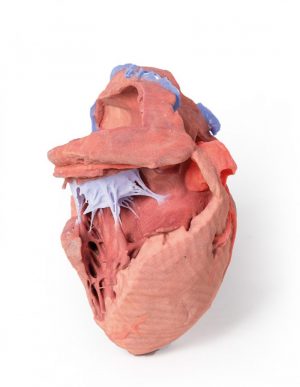 Heart Internal Structures