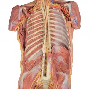 Posterior Body Wall Ventral Deep Dissection AM01242