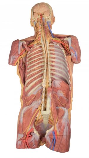 Posterior Body Wall Ventral Deep Dissection AM01242