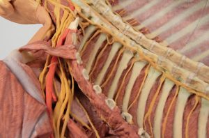 Posterior Body Wall Ventral Deep Dissection AM01242 - Image 2