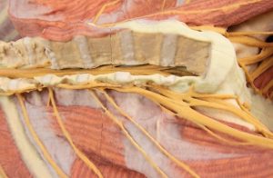 Posterior Body Wall Ventral Deep Dissection AM01242 - Image 3