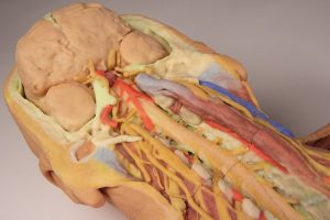 Posterior Body Wall Ventral Deep Dissection AM01242 - Image 4