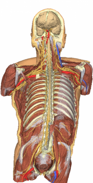 Posterior Body Wall Ventral Deep Dissection AM01242 - Image 6