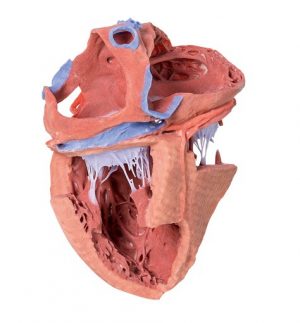 Model Of Heart Internal Structures