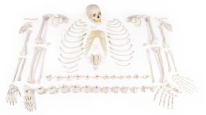 Skeleton Unassembled Bone Collection