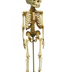 Model of Child Skeleton 14 to 16 Months Old