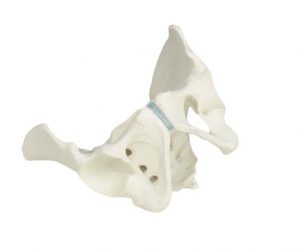 Male pelvis model with sacrum