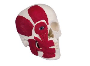 Skull With Musculature