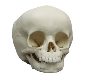 Child Skull 15 Months Old