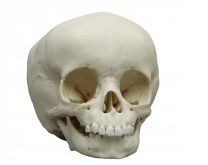 Child Skull 15 Months Old - Image 3