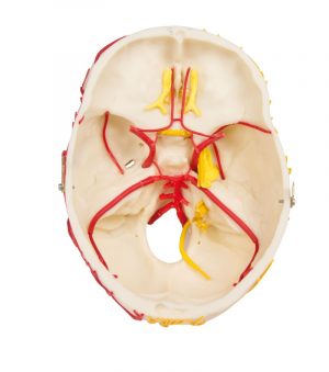 Neurovascular Skull With Brain MA01069 - Image 2