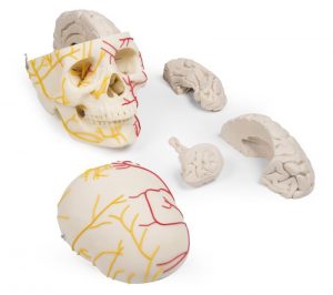 Neurovascular Skull With Brain MA01069