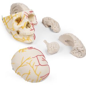Neurovascular Skull With Brain MA01069