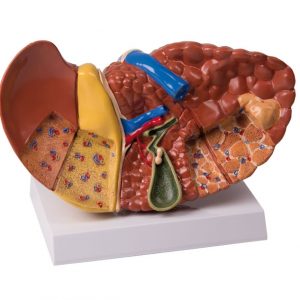 Liver with Pathologies