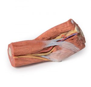 Cubital Fossa Muscles Large Nerves And The rachial Artery