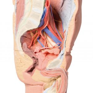 Male Left Pelvis And Proximal Thigh