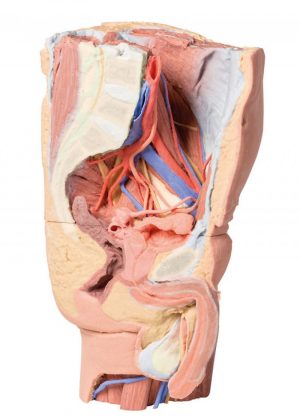 Male Left Pelvis And Proximal Thigh