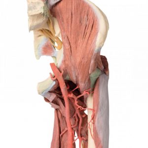 Lower Limb Deep Dissection Of A Left Pelvis And Thigh