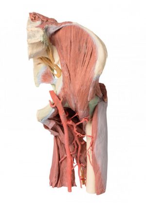 Lower Limb Deep Dissection Of A Left Pelvis And Thigh
