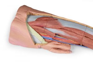 Lower Limb Superficial Dissection