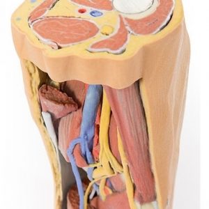 Popliteal Fossa Distal Thigh and Proximal Leg
