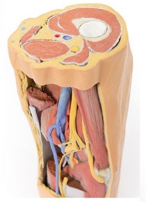 Popliteal Fossa Distal Thigh and Proximal Leg