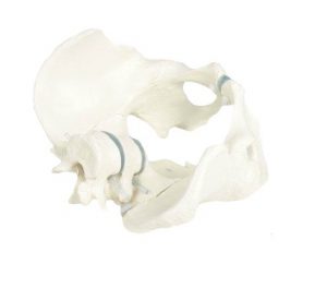 Male pelvis with Sacrum and 2 Lumbar Vertebrae