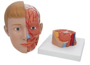 Head And Neck - Image 2