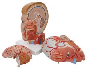 Head And Neck - Image 3