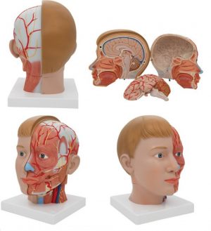 Head And Neck - Image 4