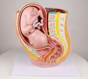 Pregnancy Pelvis with Fetus in the 32nd Week of Pregnancy 2 Parts - Image 2