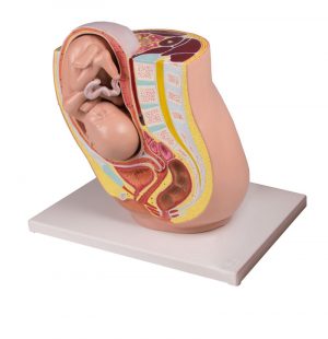 Pregnancy Pelvis with Fetus in the 32nd Week of Pregnancy 2 Parts