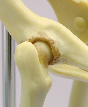 Feline Pelvis - Image 2