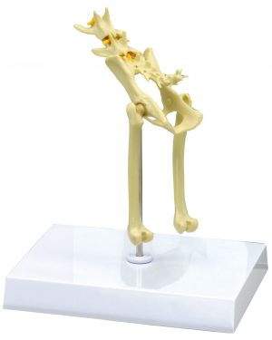 Feline Pelvis