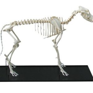 Dog Skeleton Assembled Middle Size Dog