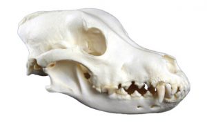 Dog Skull Small Size