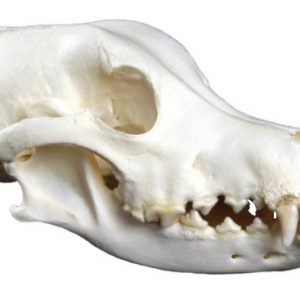 Dog Skull Small Size