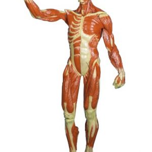 Muscular Figure 1 3 life Size