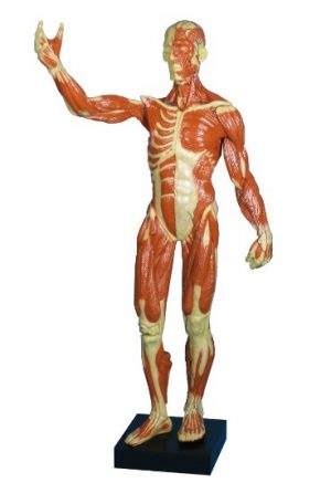 Muscular Figure 1 3 life Size