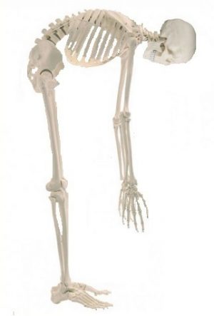 Skeleton Hugo With Movable Spine