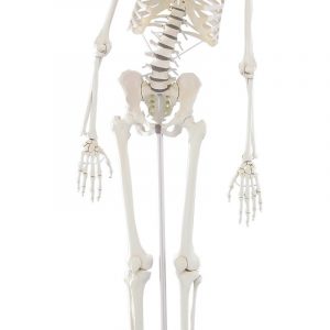 Skeleton Hugo With Movable Spine
