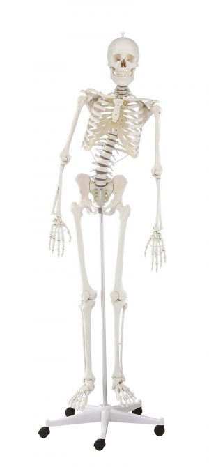 Skeleton Hugo With Movable Spine
