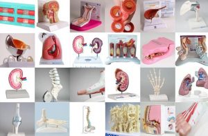Custom Anatomical Models For Patient Education - Image 2