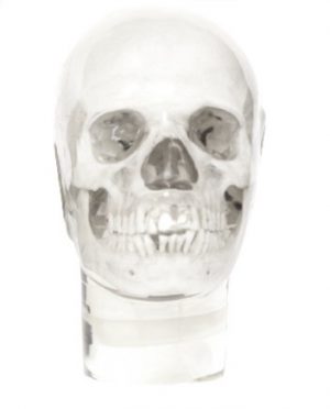 Dental X ray Phantom Head Transparent